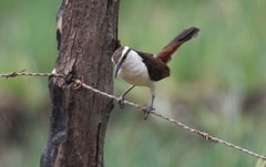 Campylorhynchus griseus