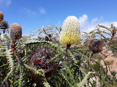 Banksia speciosa
