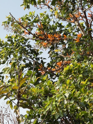 Tree jasmine (Mayodendron igneum)