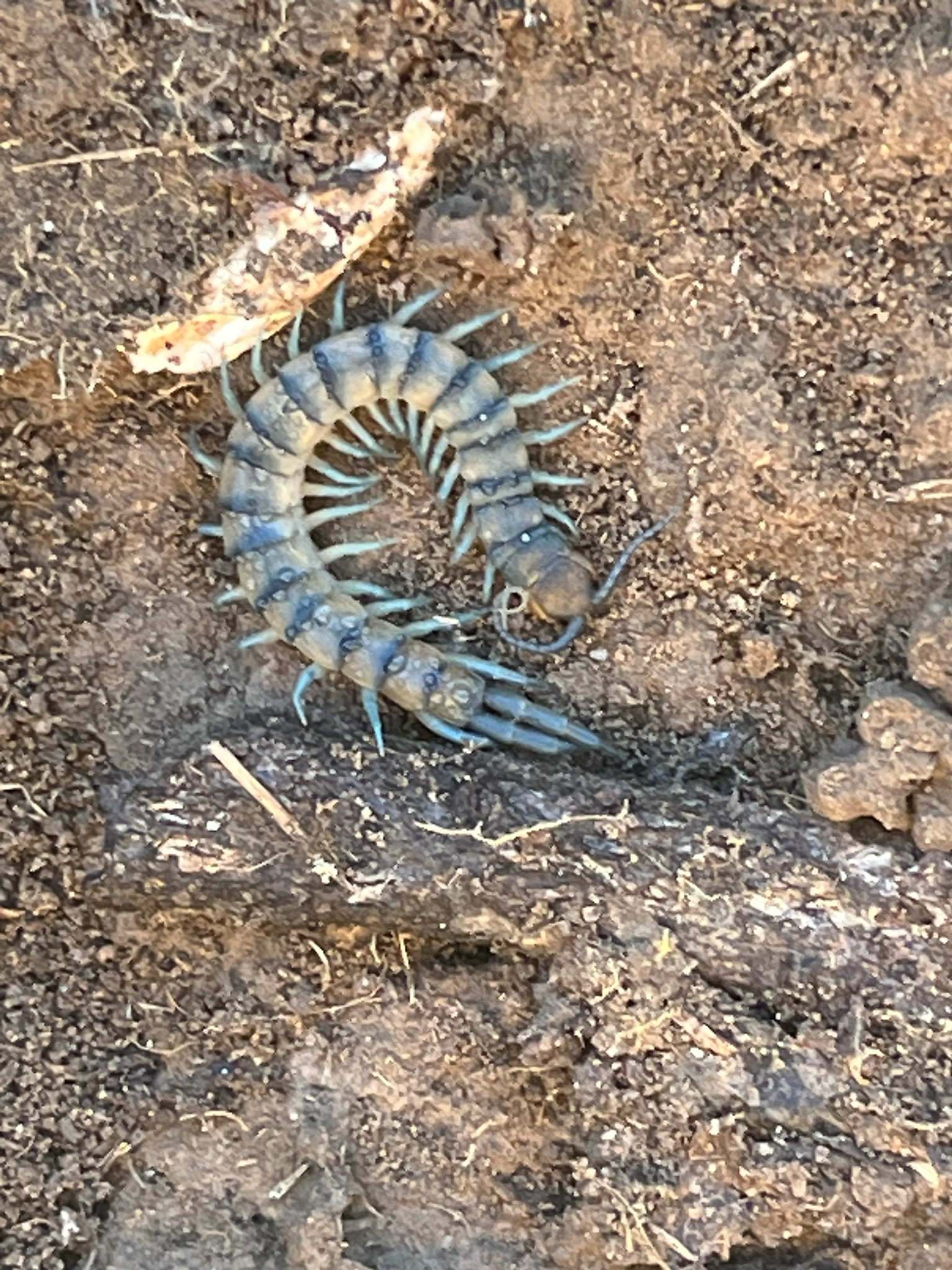 Scolopendra polymorpha Wood, 1861
