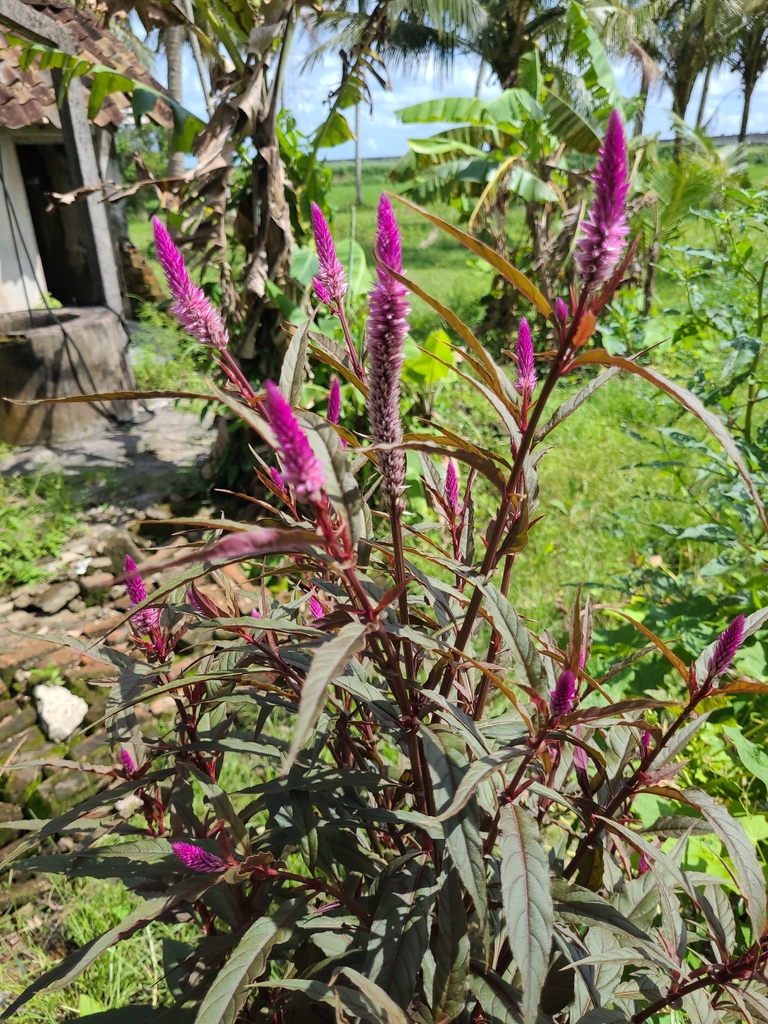 Cockscomb (Celosia argentea)