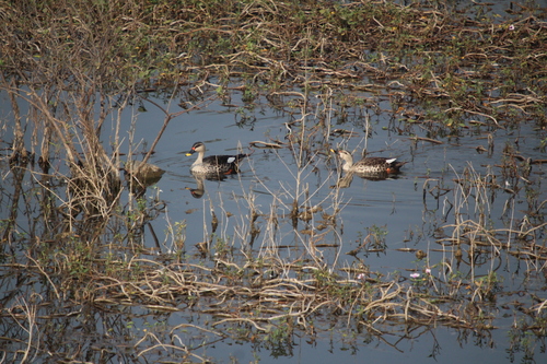 Indian Spot-billed Duck (Anas poecilorhyncha)