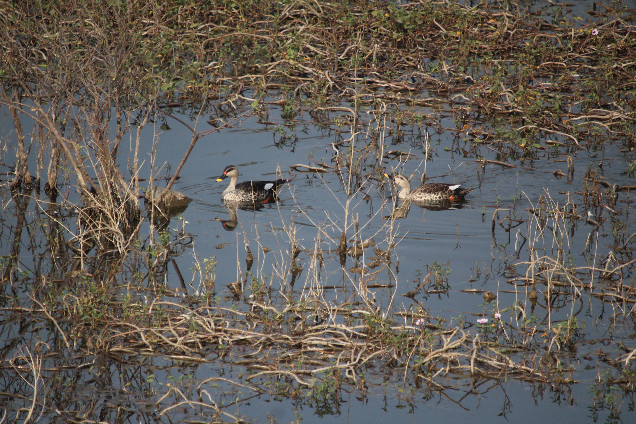 Indian Spot-billed Duck (Anas poecilorhyncha)
