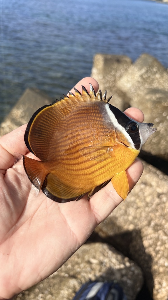 Oriental butterflyfish (Chaetodon auripes) — Chaetodontidae