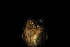 Otus rutilus rutilus