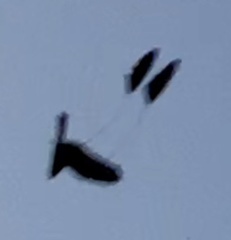 Caprimulgus longipennis