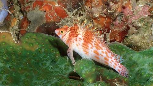 Coral hawkfish (Cirrhitichthys falco) — Cirrhitidae — 3