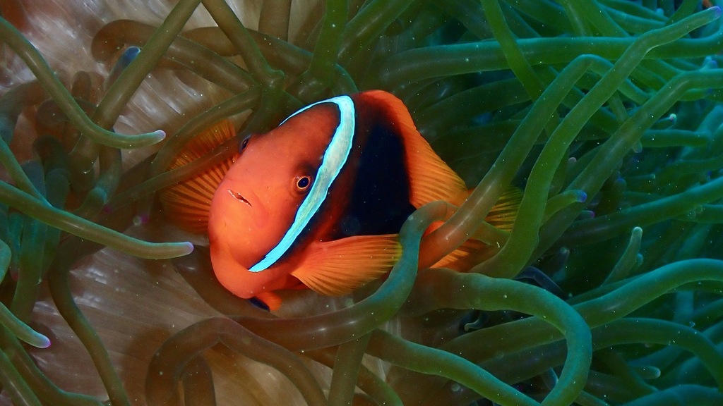 blackback anemonefish