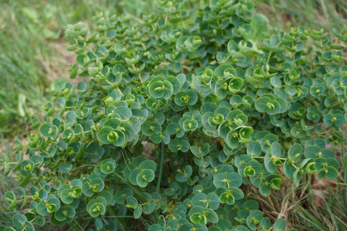 Euphorbia degeneri observed 2026-01-18