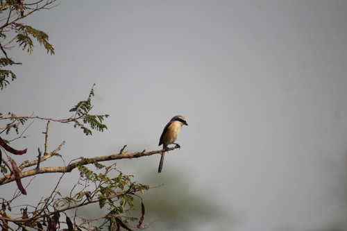 Long-tailed Shrike (Lanius schach)