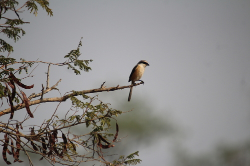 Long-tailed Shrike (Lanius schach), photo 2