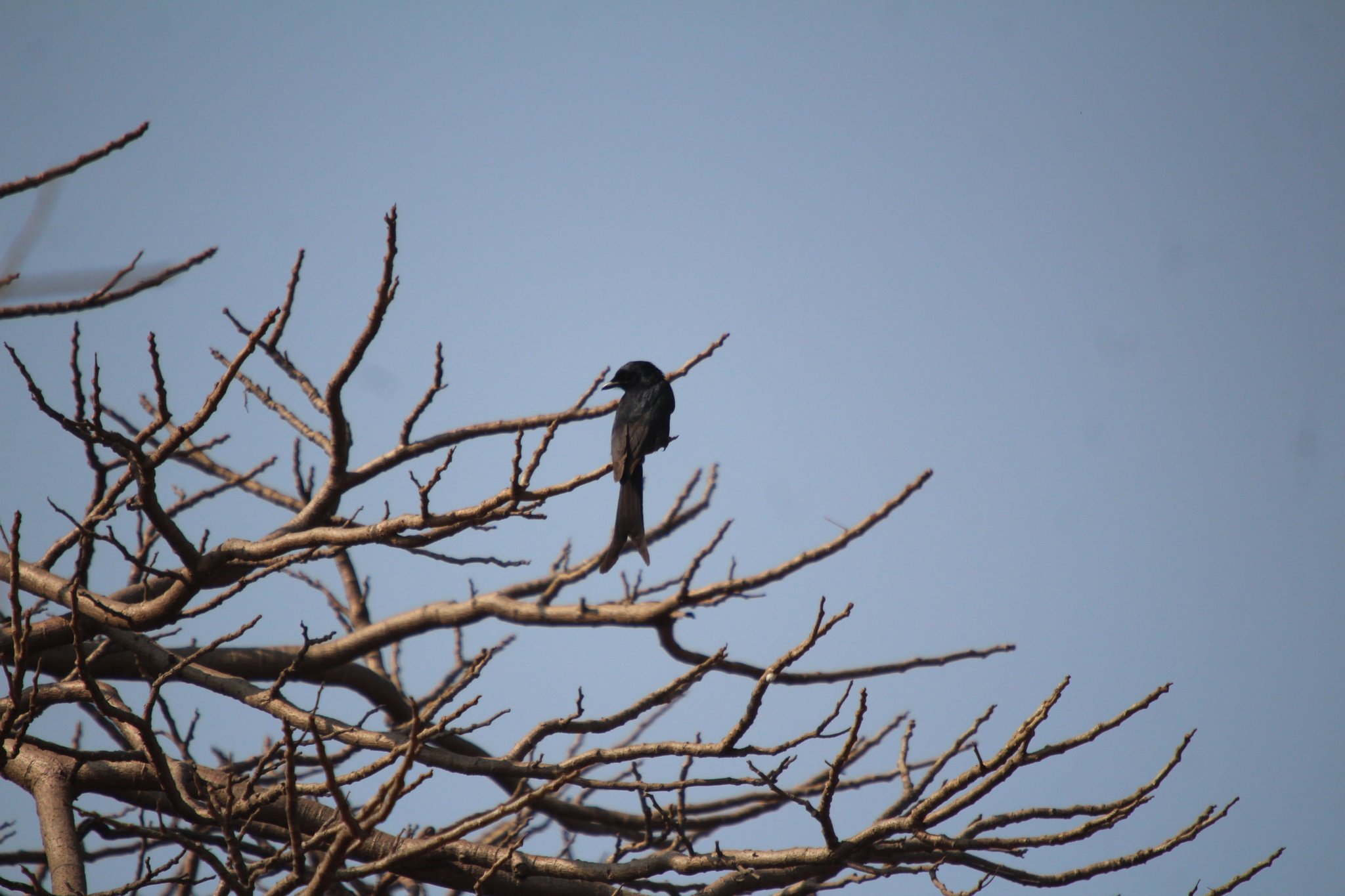 Black Drongo (Dicrurus macrocercus), photo 5