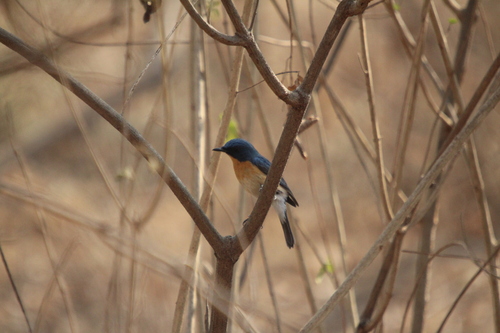 Tickell's Blue Flycatcher (Cyornis tickelliae), photo 2
