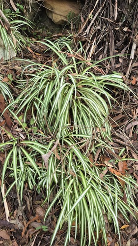 Ribbonplant