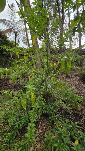 Foto de Citharexylum mirianthum