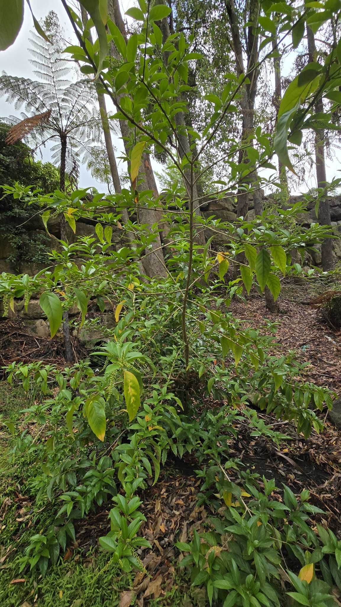 Imagem de Citharexylum mirianthum