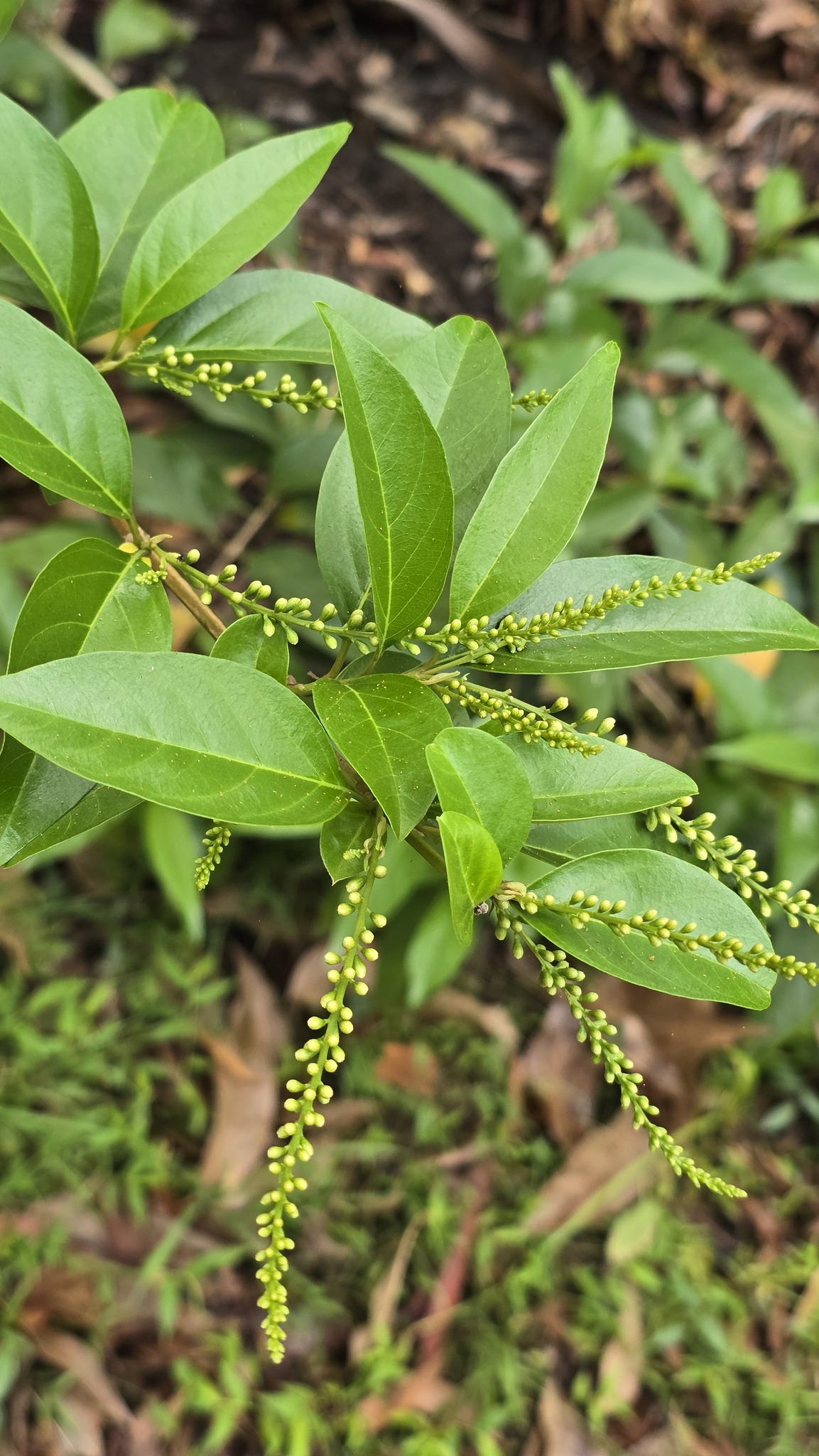 Imagem de Citharexylum mirianthum