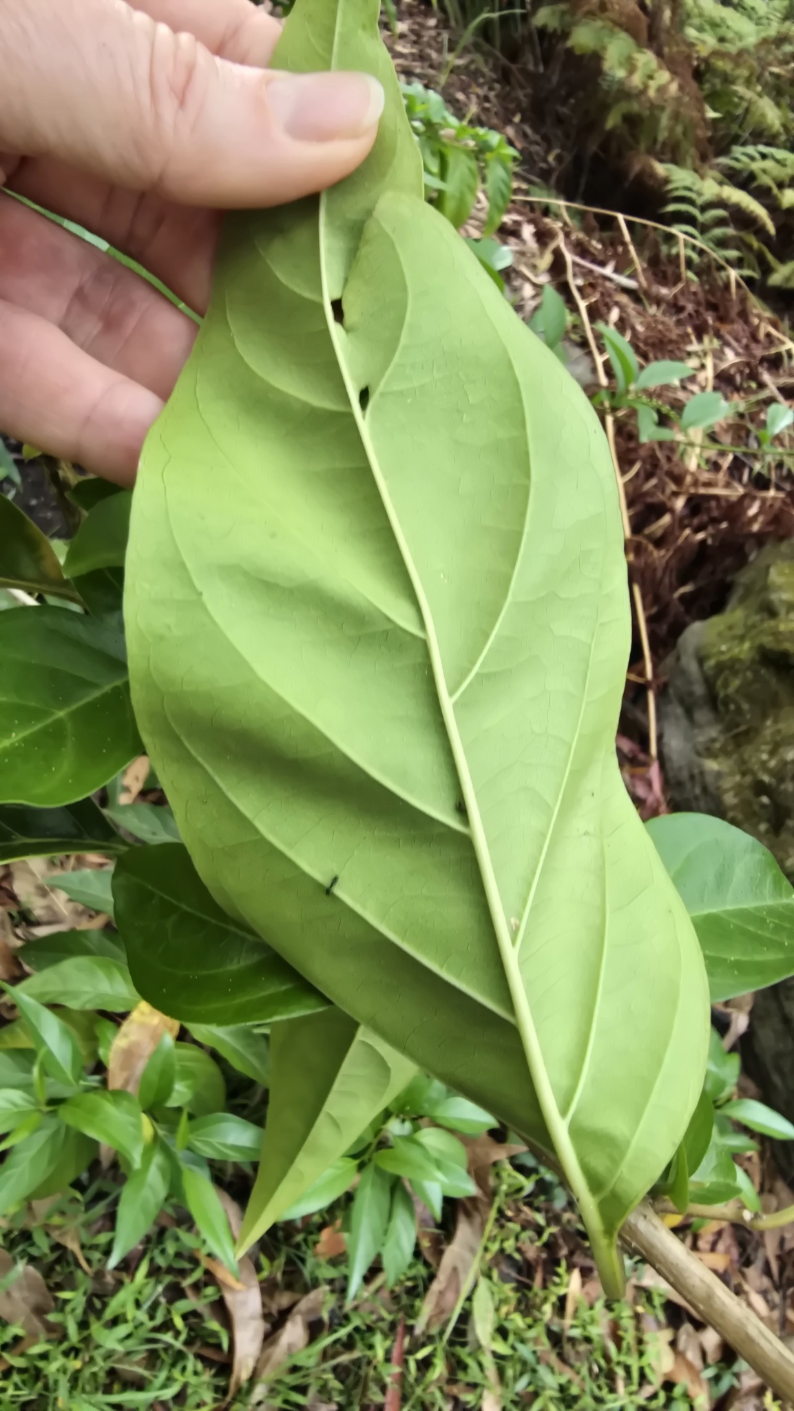 Imagem de Citharexylum mirianthum