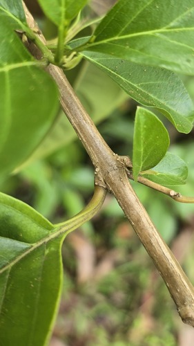 Foto de Citharexylum mirianthum