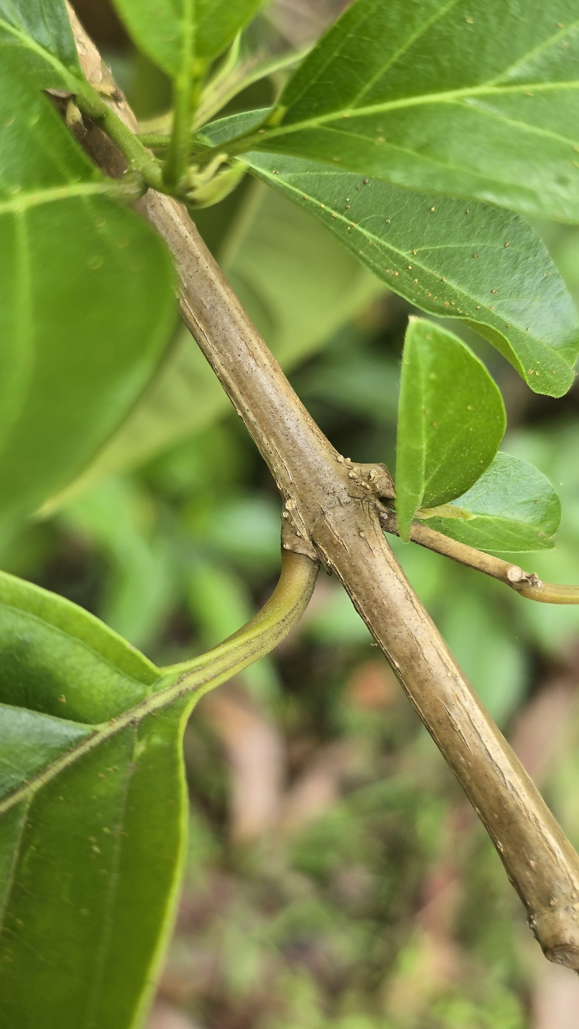 Imagem de Citharexylum mirianthum