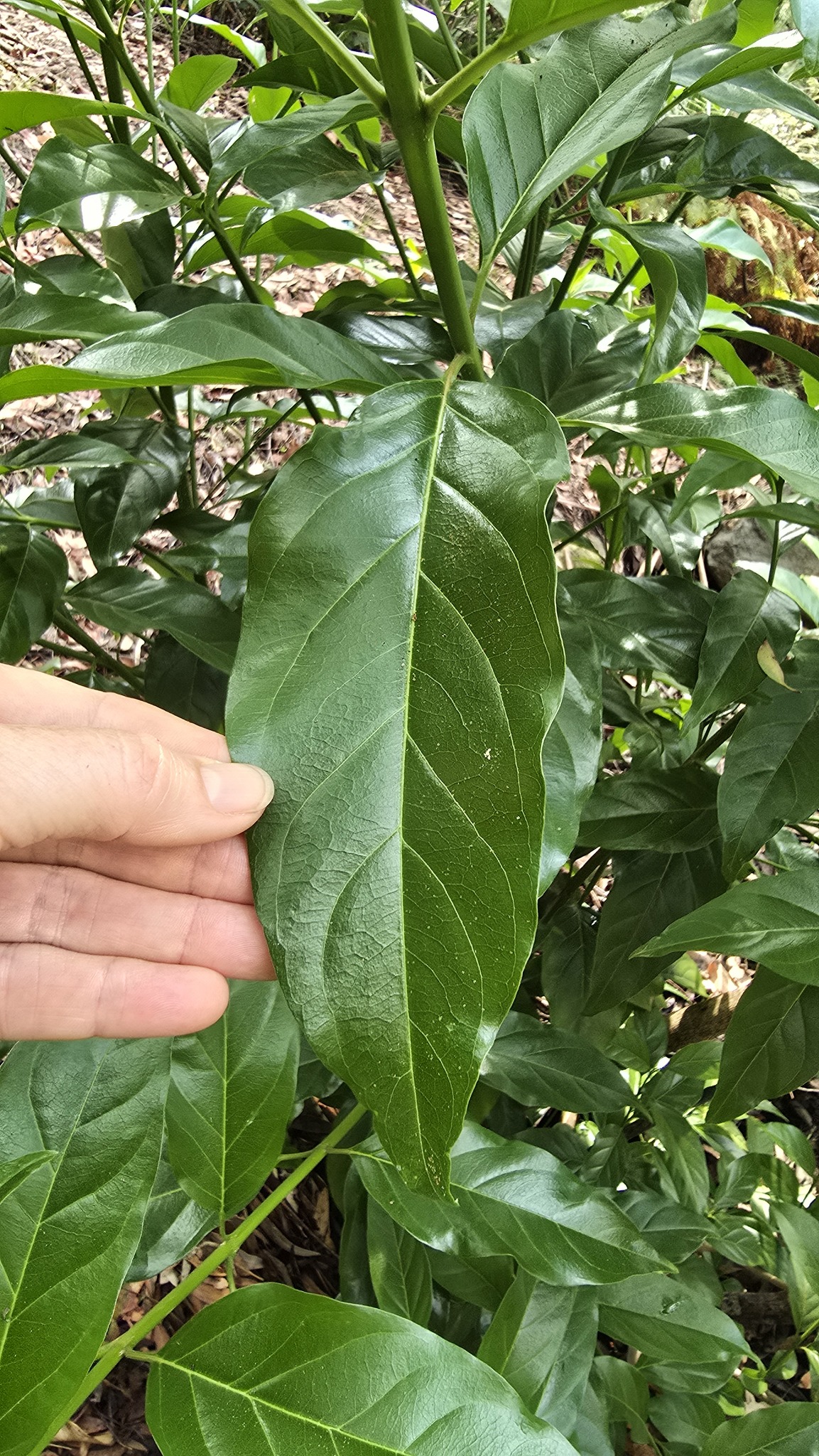 Imagem de Citharexylum mirianthum