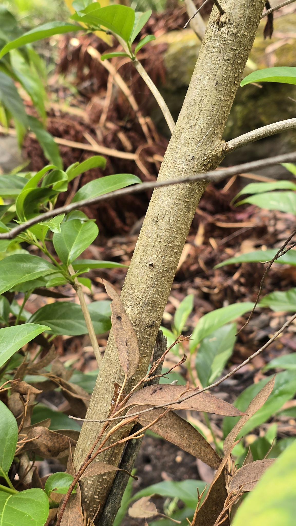 Imagem de Citharexylum mirianthum