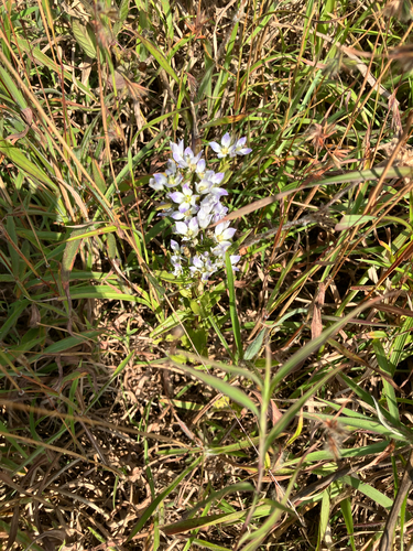 Exacum tetragonum observed 2025-12-13