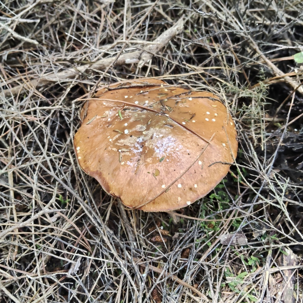 Suillus luteus · January 2026 · photo: © john_barkla (iNaturalist, cc0)