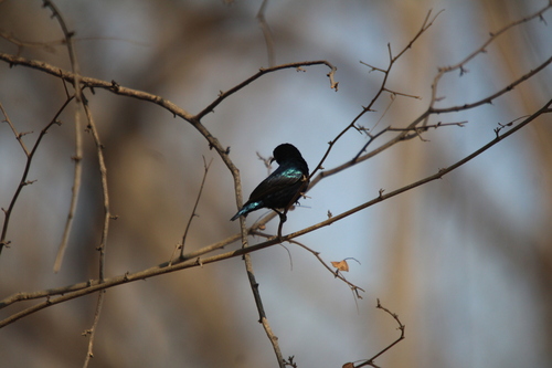 Purple Sunbird (Cinnyris asiaticus), photo 6