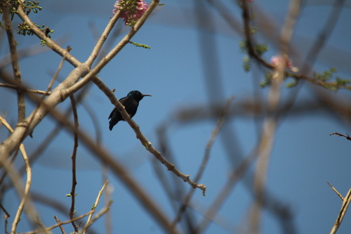 Purple Sunbird (Cinnyris asiaticus), photo 5
