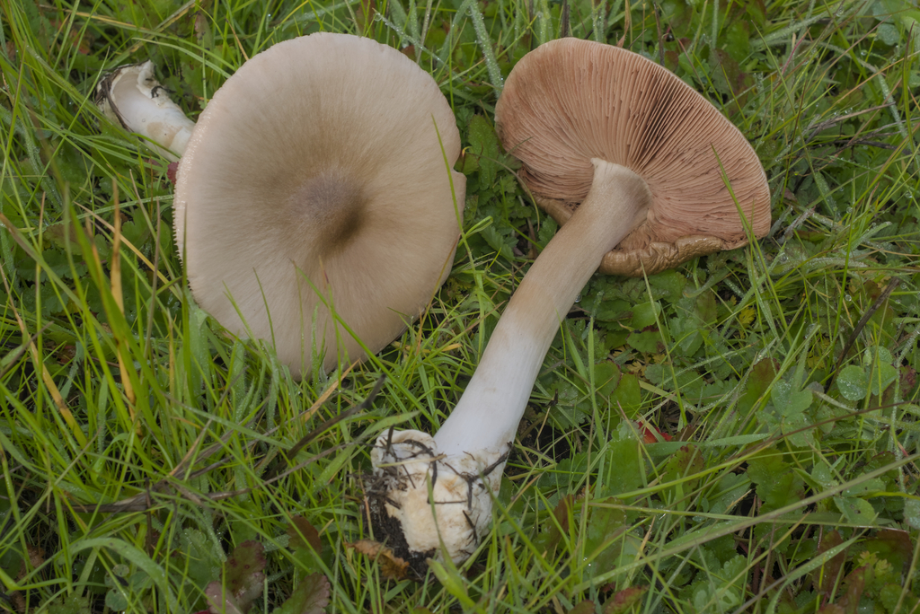 Volvopluteus gloiocephalus · January 2026 · photo: © kcelshoff (iNaturalist, cc-by)