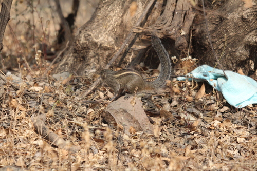 Indian Palm Squirrel