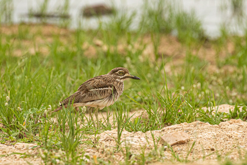 iNaturalist: (c) Bart Wursten, some rights reserved (CC BY-NC), uploaded by Bart Wursten iNaturalist image