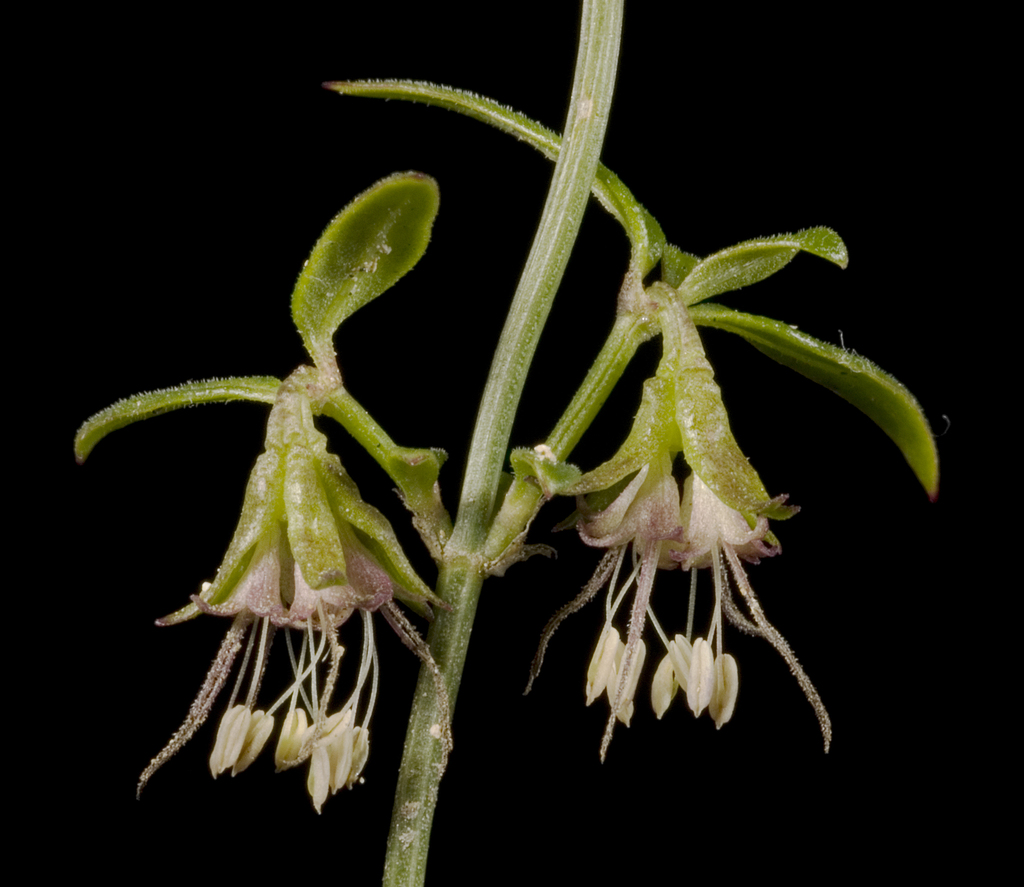Opercularia apiciflora