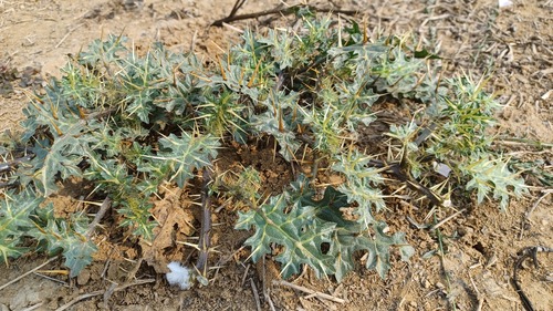 Surattense Nightshade