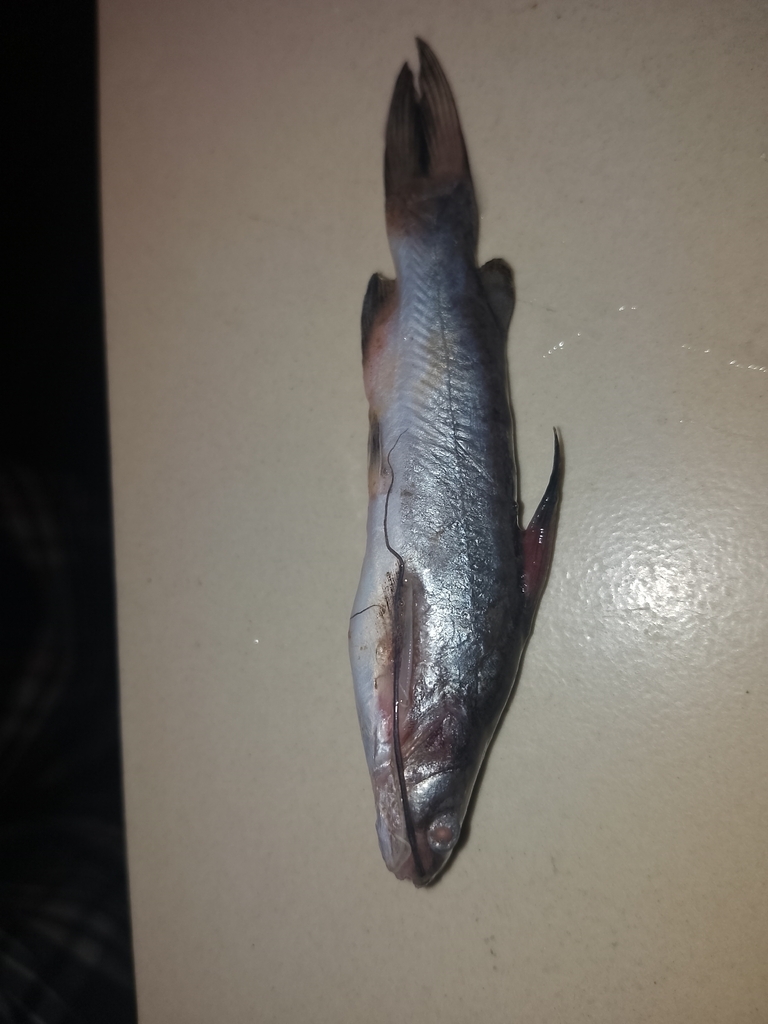 Catfish (Mystus gulio) — Bagridae