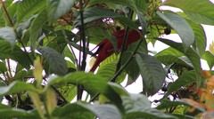 Piranga rubra