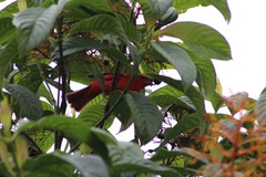 Piranga rubra