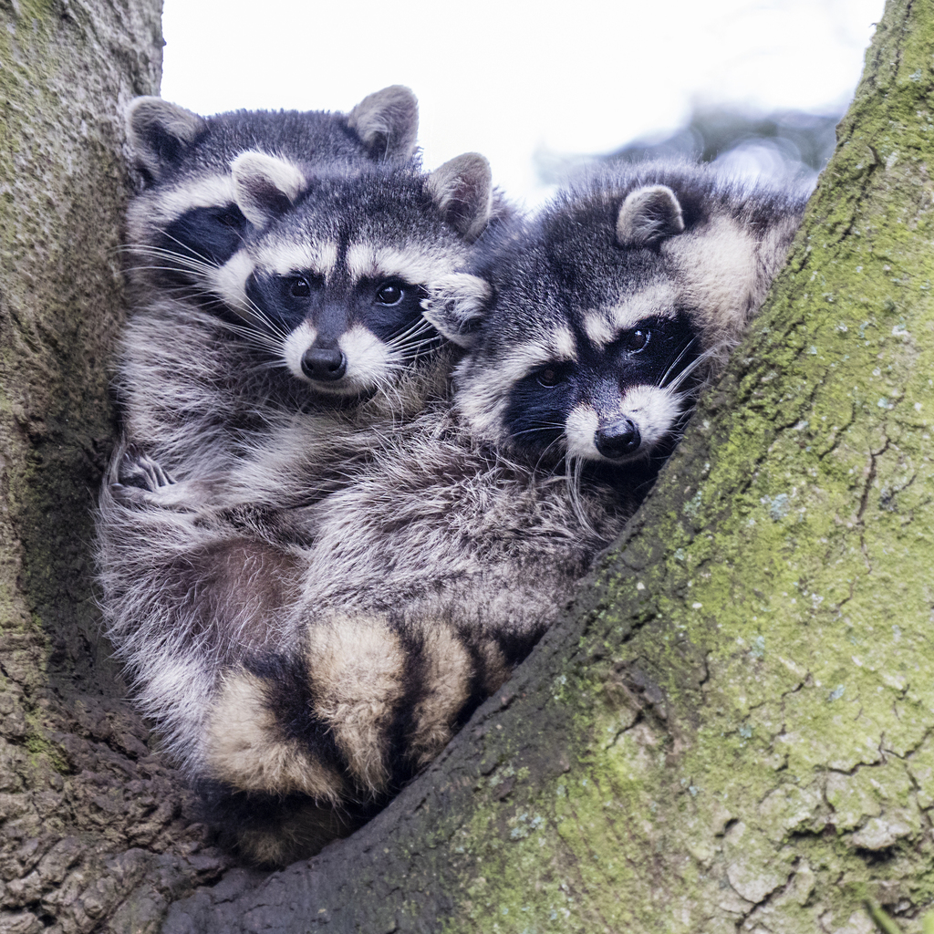 Racoons R Common Raccoon from NE 15th Ave, Portland, OR, US on September 22, 2020 ...
