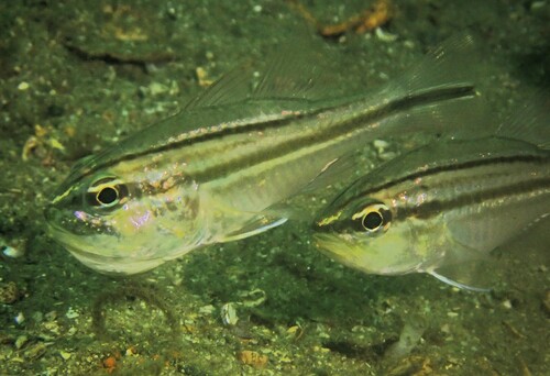 Barred striped cardinalfish (Ostorhinchus fasciatus) — Apogonidae