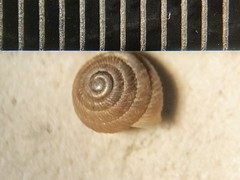 Strobilops labyrinthicus
