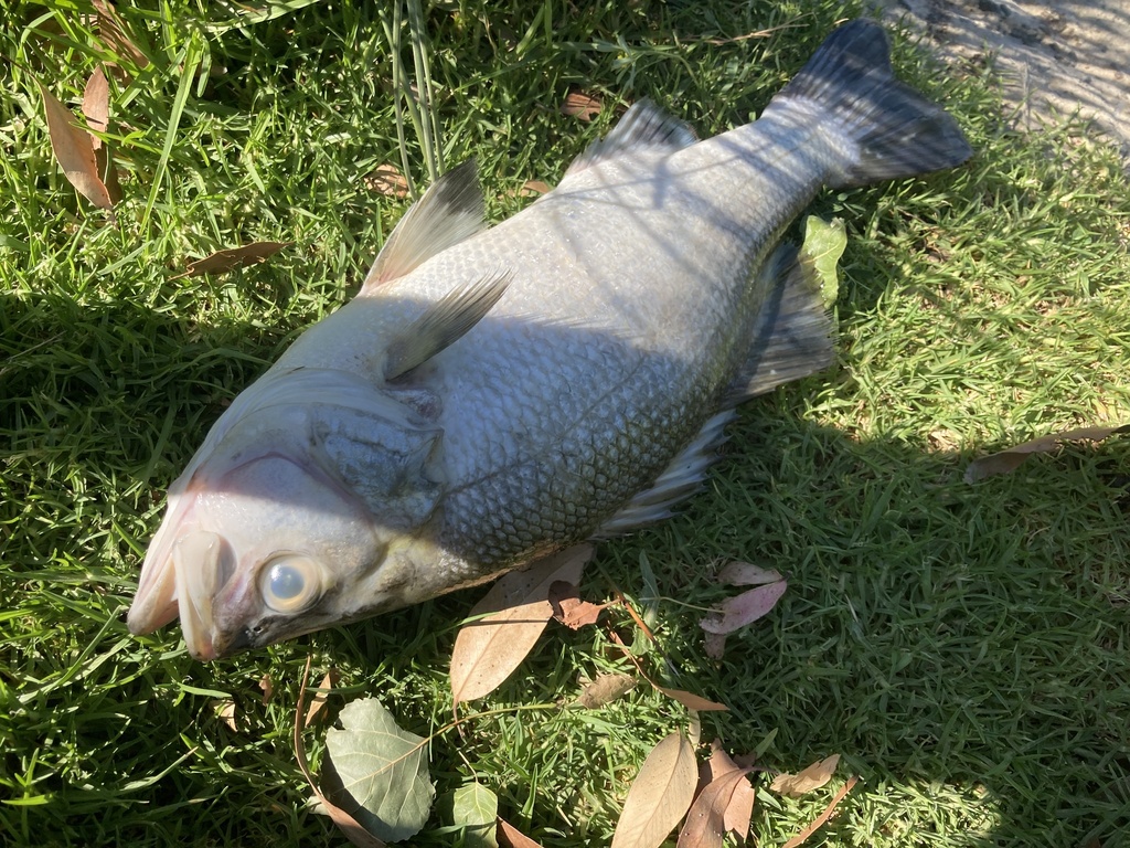 Estuary perch (Macquaria colonorum) — Percichthyidae