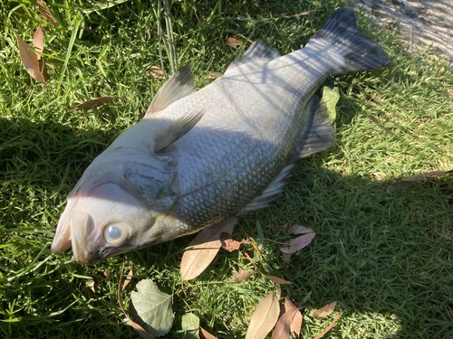 Estuary perch (Macquaria colonorum) — Percichthyidae