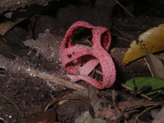 Pseudoclathrus