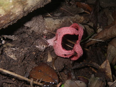 Pseudoclathrus