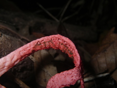 Pseudoclathrus