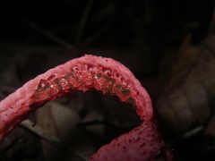 Pseudoclathrus