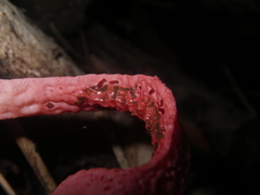 Pseudoclathrus