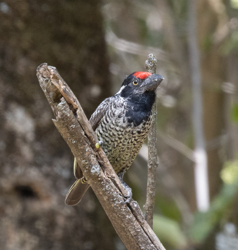 Banded Barbet (Lybius undatus), photo 5