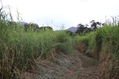 Echinochloa pyramidalis